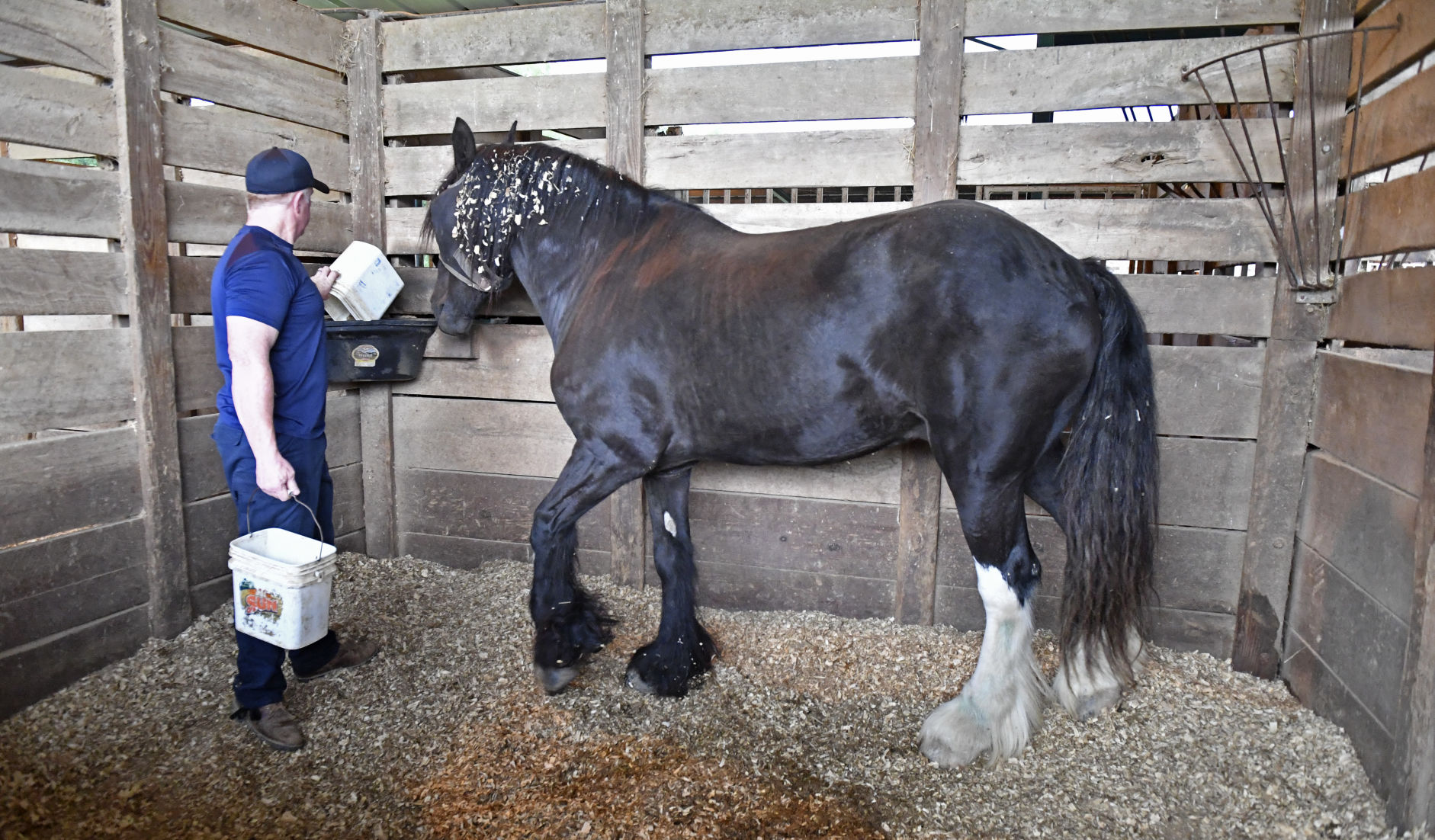 BR.brpdhorses.adv HS 001.JPG